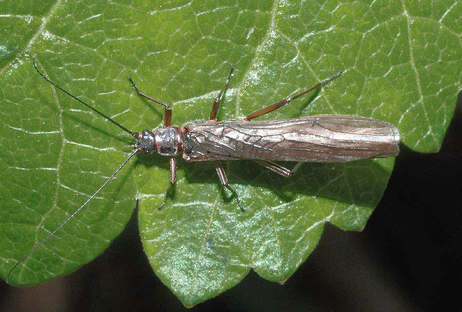 Taeniopterygidae